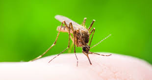 Get rid of cans, bottles and any other open containers that are outside. How To Get Rid Of Mosquitoes Nine Ways To Keep Mozzies At Bay This Summer