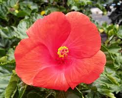 Image result for Hibiscus torrei
