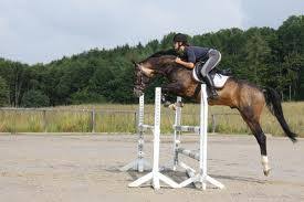 Das pferd verweigerte, strauchelte und rutschte in das hindernis, wobei das gesamte hinderni… 14 replies: Ist Springreiten Fur Pferde Schadlich Reiten