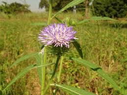 Image result for Vernonia galpinii