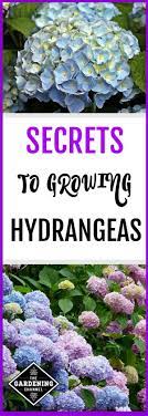 Learn Growing Tips For Hydrangeas With Proper Care Hydrangeas Will Grace Your Garden With Large Blooms For 30 Growing Hydrangeas Hydrangea Garden Garden Care