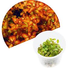 Image result for Ludwigia senegalensis