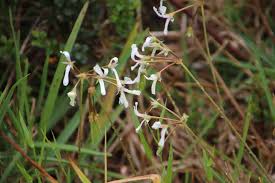 Image result for Pelargonium alchemilloides