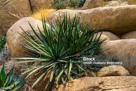 Image result for Agave sisalana