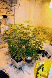 Als mini gewächshaus eignet es sich für den privaten gebrauch im kleinen rahmen. Sonneberg Neuhaus Marihuana Plantage In Wohnung Entdeckt Region Insudthuringen