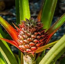Faire Pousser Un Ananas Ananas Idees Jardin Jardins