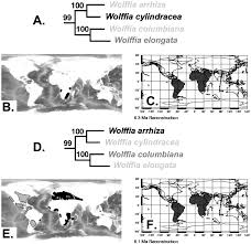 Image result for Wolffiella welwitschii