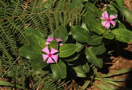 Image result for Apocynaceae subfamilies Apocynoideae and Rauvolfioideae