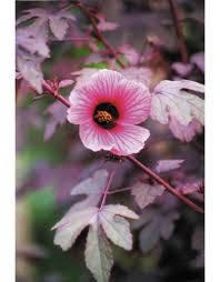 First hawaiian bank is consistently ranked in the top tier of all u.s. Cranberry Hibiscus Seed Packet Echo Bookstore And Nursery