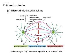Check spelling or type a new query. Cell Division Ppt Download