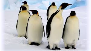 Emperor penguin facts for kids. National Geographic Kids Emperor Penguin