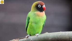 Https Www Facebook Com Wonderbirdspecies Black Cheeked Lovebird Agapornis Nigrigenis Endemic In Southwest Zambia Iucn Red List O Love Birds Parrot Birds