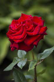 Pin By Humming On Red Rose Beautiful Rose Flowers Beautiful Flowers Images Beautiful Red Roses