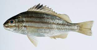 Stripey seaperch are also known as seaperch, spanish flag fish, striped seaperch, stripey (qld, wa, nt). Fourline Striped Grunter Pelates Quadrilineatus Inaturalist