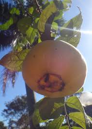 Image result for Aristida stipitata