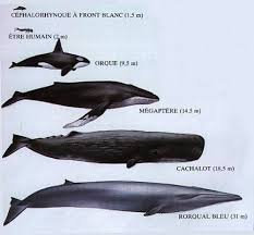 Avec un compte gratuit, vous aurez accès à un profil où vous pourrez enregistrer vos ressources préférées dans des dossiers personnalisés. La Baleine Bleue Le Plus Grand Animal Du Monde Mer Ocean