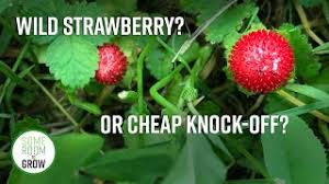 Known also as the common strawberry and the virginia is the growing of this plant compatible with natural farming, ecoagriculture or eco friendly identification caution: How To Identify Wild Strawberry Vs Mock Strawberry Youtube