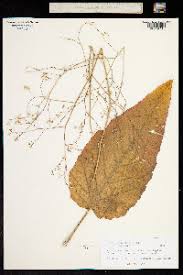 Image result for Crambe kilimandscharica