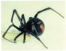 The three people treated with the. Spider Bite Envenomation In Al Baha Region Saudi Arabia Annals Of Saudi Medicine