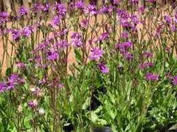 Image result for Senecio purpureus