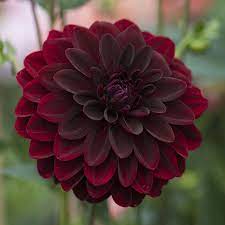 Pin On Un Bel Giardino