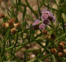 Image result for Litogyne gariepina