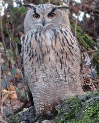 Image result for Bubo