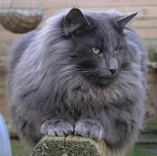Cats Katzen Norwegian Forest Cat Animals Cute Animals