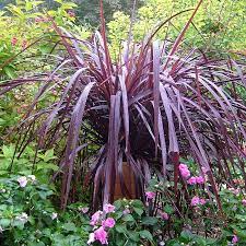 Festival Cordylines Anthony Tesselaar Plants