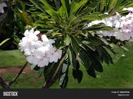 (flower) a plant cultivated for its blooms or blossoms. Types White Flowers Image Photo Free Trial Bigstock