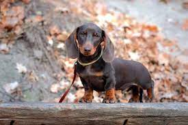 Toy Or Teacup Dachshund Do These Tiny Doxies Really Exist