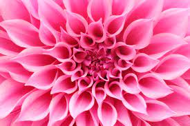 The Dahlia Flower Represents Change And A Renewed Sense Of Self It Is A Symbol Of Inner Strength Creati Flower Remedy Dahlia Flower Macro Photography Flowers