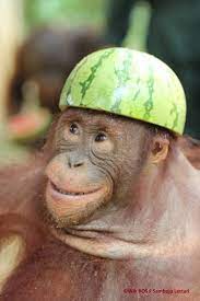 Easter Bonnet Orangutan Baby Orangutan Cute Baby Animals