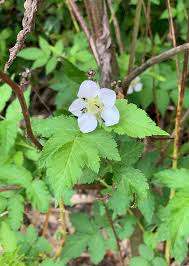 Image result for Rubus rosifolius