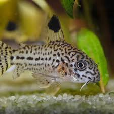 The extra room is needed to carry many eggs. Julii Corydoras Fish Species Profile