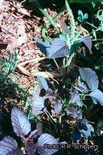 Image result for Amaranthus dubius