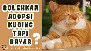 Ayat apa sebaiknya yang di baca pada sholat tahajud. Download Hukum Jual Beli Kucing Peliharaan Hingga Kucing Impor Ustadz M Abduh Tuasikal Daily Movies Hub