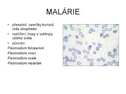 Původce #malárie, zimnička tropická (plasmodium falciparum), má ročně na svědomí miliony životů. Krevn Paraziti Petra Kubkov Okm Trypanosomy Leishmanie Plasmodia
