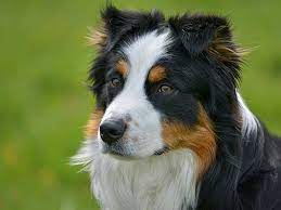 What Makes A Good Family Watch Dog