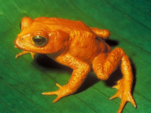 Extinction | Definition & Examples | Britannica
