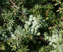 Information and translations of wacholder in the most comprehensive dictionary definitions resource on the web. Alpen Wacholder Encyclopedia Of Life