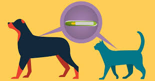 How to register my dogs microchip. Update Register Microchips In Dogs Cats Walkerville Vet