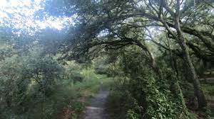 We are 2.5 hours from los angeles and san diego; Horseback Trail Riding In South Florida Tree Tops Park 7 28 18 Youtube