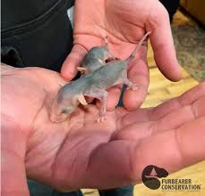 Baby Opossums Get New Lease On New England Life Furbearer Conservation