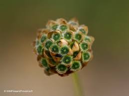 Image result for Cephalaria pungens