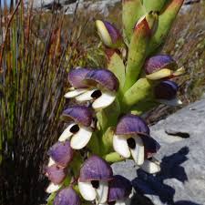 Image result for Disa cornuta