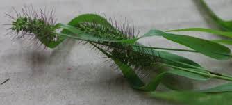 Image result for Setaria verticillata