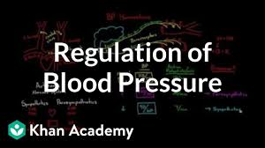 regulation of blood pressure with baroreceptors video