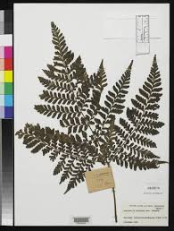 Image result for Triplophyllum