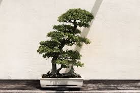 Although you will not experience the fun of creating your own tree, it is a great way to get started and get a feeling for the basic care for bonsai trees. Bonsai Tree